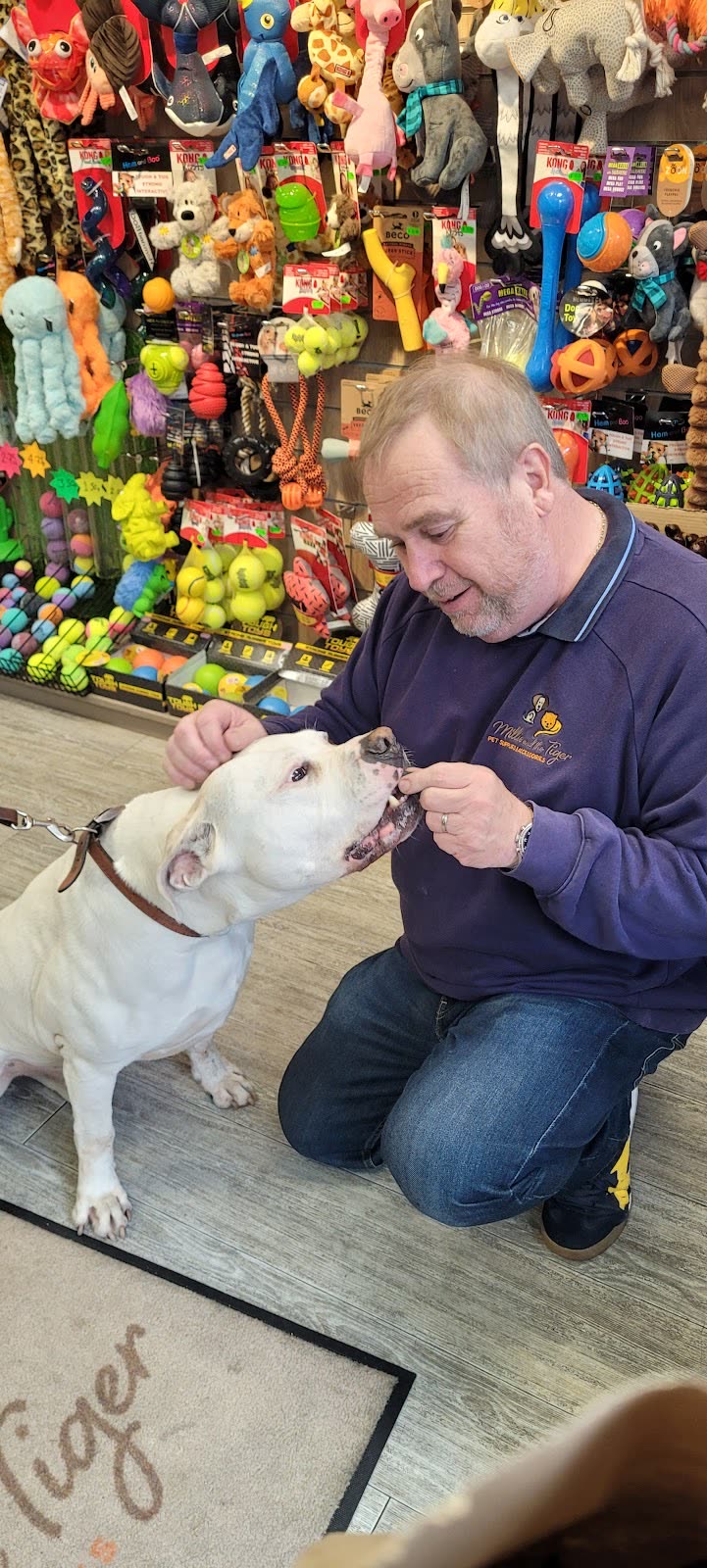 The owner crouching in the shop to greet a white bull terrier in front of the wall of toys