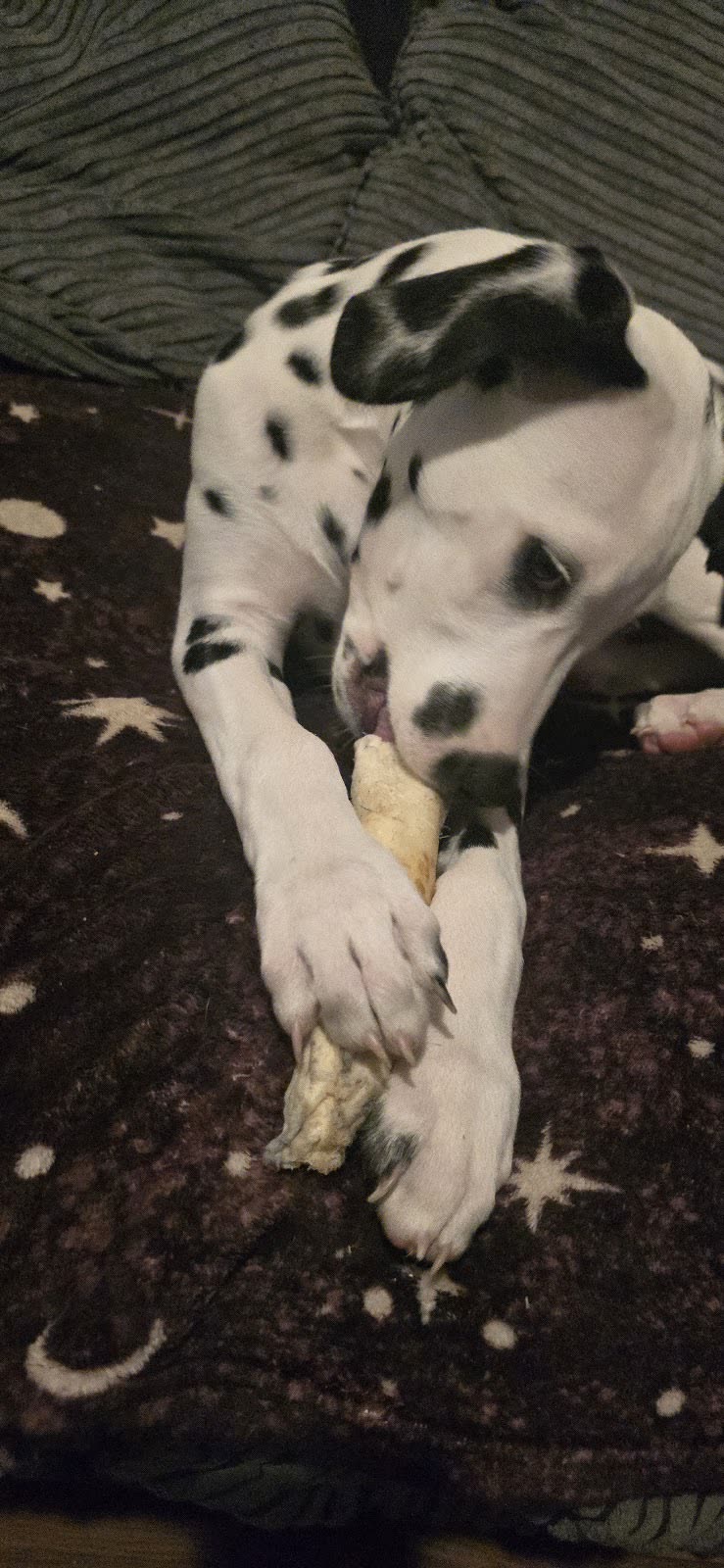 A spotted dog lying on a rug working on a chew