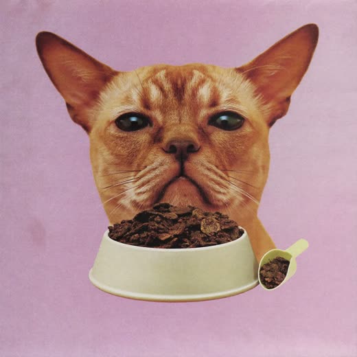 A bowl of dry pet food